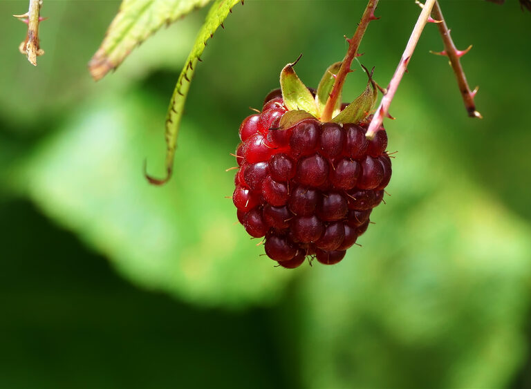 Raspberry ketone