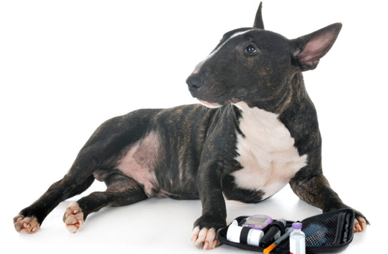 Diabète chez le chien : quelles sont les causes ?
